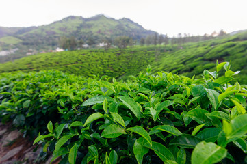 Fototapeta na wymiar Tea bud and leaves on background. Tea plantations, Kerala, Idukki district, India