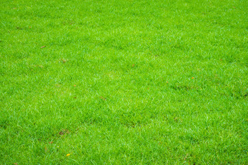 Fresh spring green grass .