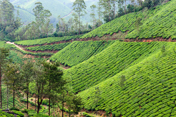 Tea plantations around Munnar, tea estate hills in Kerala state, Idukki district, India