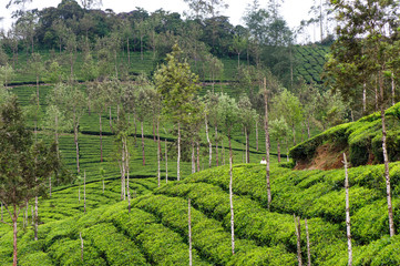 Fototapeta na wymiar Tea plantations around Munnar, tea estate hills in Kerala state, Idukki district, India