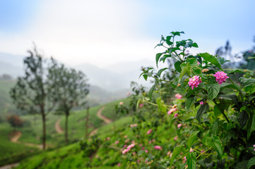 Plants and flowers in Munnar, Kerala, Idukki district, India