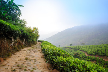 Road between tea plantation around Munnar, tea estate hills in Kerala, Idukki district, India