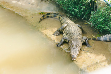 crocodile on the river Bank