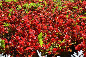 Детали городских клумб