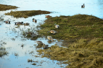 Nisqually Wildlife Refuge