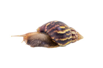 Land snail isolated on white background