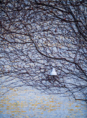 Ivy on brick building and street lamp