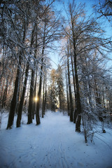winter forest landscape sunlight snow