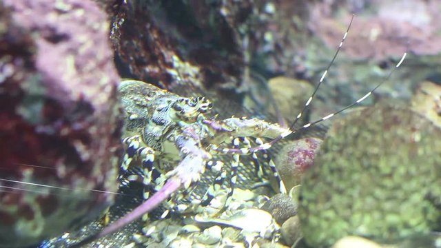 Colourful Tropical Rock lobster in fish tank or aquarium, real time.