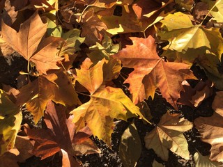 Herbstlaub in Berlin