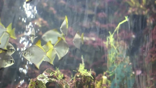 Monodactylus argenteus - Silver moony swimming in fish tank or aquarium, realtime.