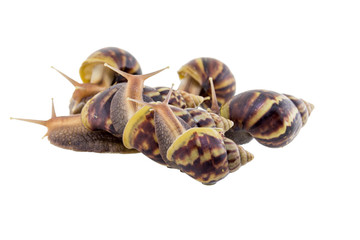 Land snail isolated on white background