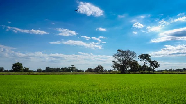 Landscape of a beautiful green field with rice stalks swaying in the wind on blue sky background
