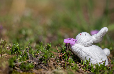 Toy Sniffing a Flower