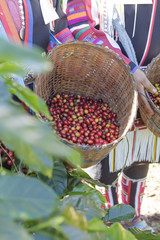 Akha coffee farmer harvesting coffee beans