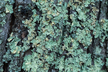 Lichen edges #3
