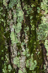Lichen #2