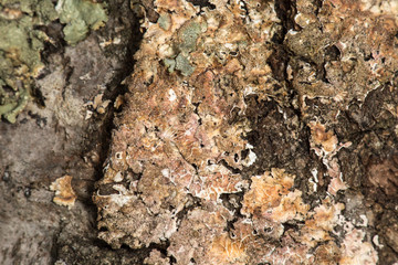 Lichen #5