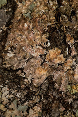 Lichen #6