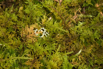 Moss #2