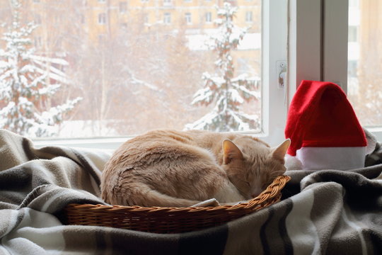 Рыжий кот в зимний день спит в плетенной корзине на окне.