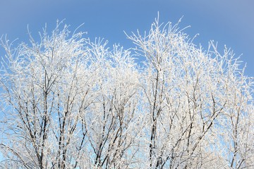Rime on trees. 3
