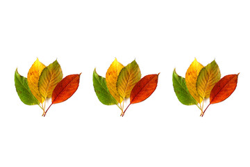 Multicolored autumn leaves