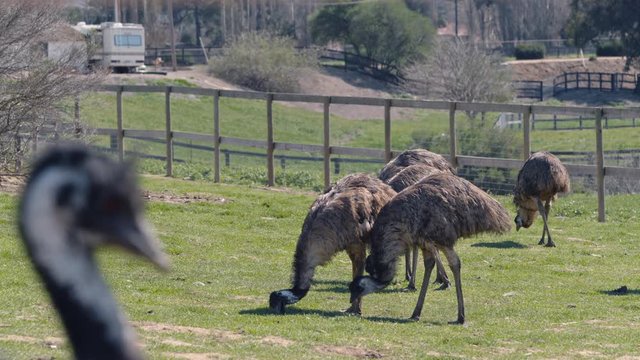 Emu King