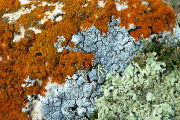 Lichen texture closeup background