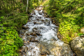 Waldstück in den Alpen mit Wildbach