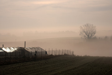 Fototapeta na wymiar Greenhous in early morning fog mist in winter