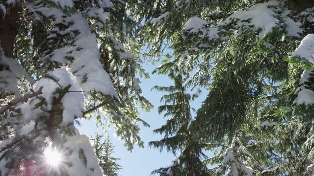 Dolly right looking up into snow covered fir trees, melting in the sunshine, with ice particles dancing through the air. 4k. Slow motion.