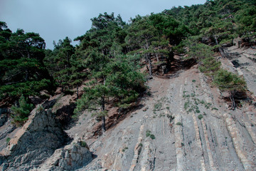 Forest in the mountains