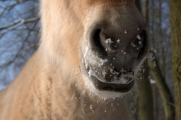 horse mouth and nose