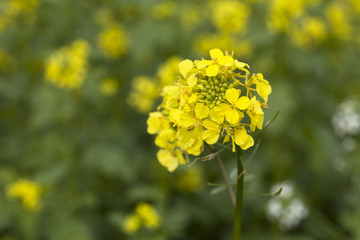 yellow canola or mustard on a field