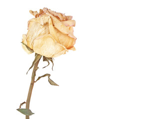 Faded rose isolated on white background