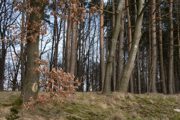 birch and other trees in spring