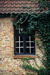 Window on the old house with ivy on the wall, Bruges, Belgium