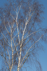 birch and other trees in spring