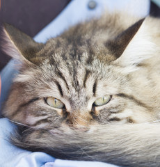 brown long haired siberian cat on the chair with dress