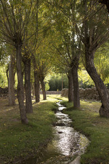 Obraz premium India - trees