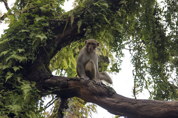 India - nature / monkey