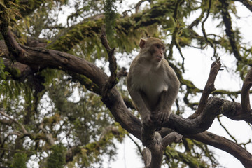 India - nature / monkey