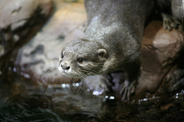 Otter portrait near the water