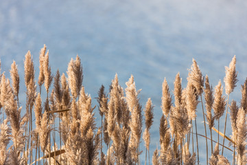 Fototapeta premium küste