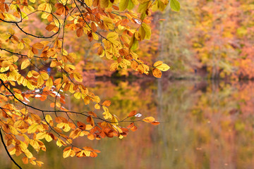 Autumn at Yedigoller Park, Turkey