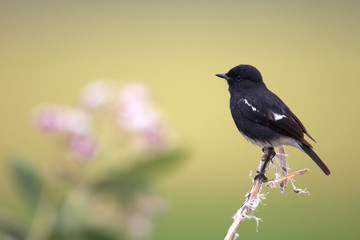 Pied bush chat