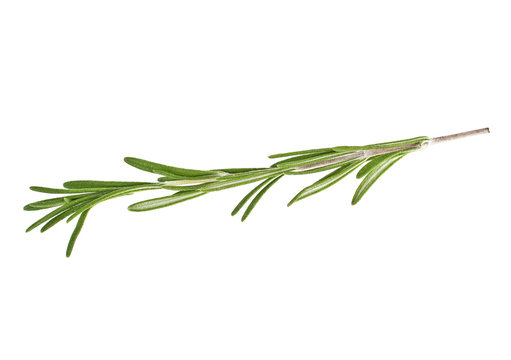 Rosemary isolated on white background, closeup