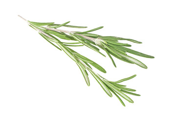 Rosemary isolated on white background, closeup