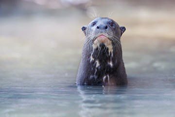 Giant river otter in the nature habitat, wild brasil, brasilian wildlife, pantanal, watter animal,...